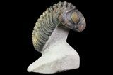 Pedinopariops Trilobite - Beautiful Shell Coloration #71282-2